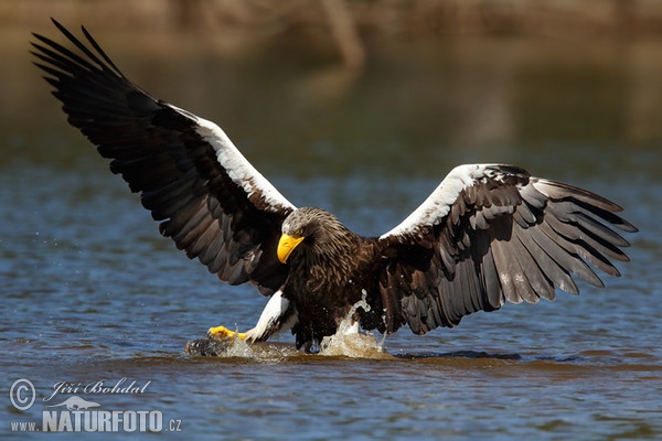 Riesenseeadler (Haliaeetus pelagicus)