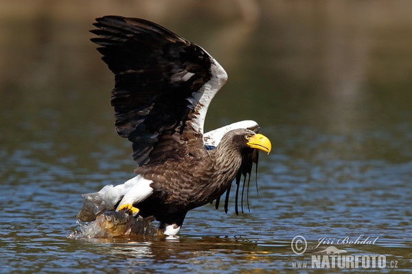 Riesenseeadler (Haliaeetus pelagicus)