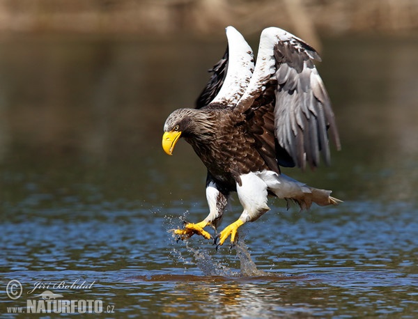 Riesenseeadler (Haliaeetus pelagicus)