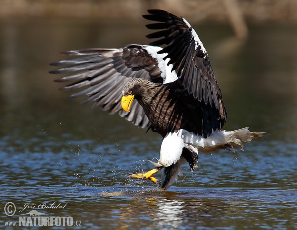 Riesenseeadler (Haliaeetus pelagicus)