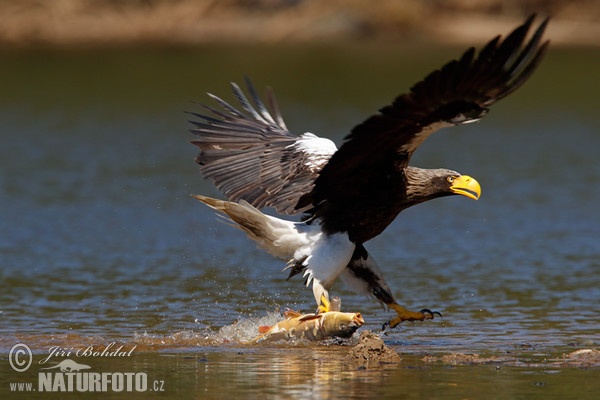 Riesenseeadler (Haliaeetus pelagicus)