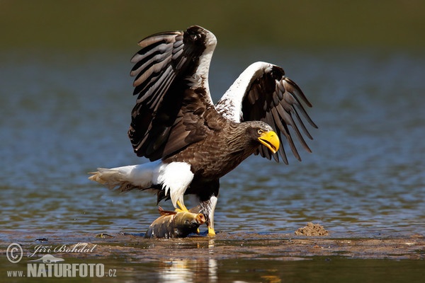 Riesenseeadler (Haliaeetus pelagicus)