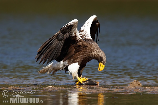 Riesenseeadler (Haliaeetus pelagicus)