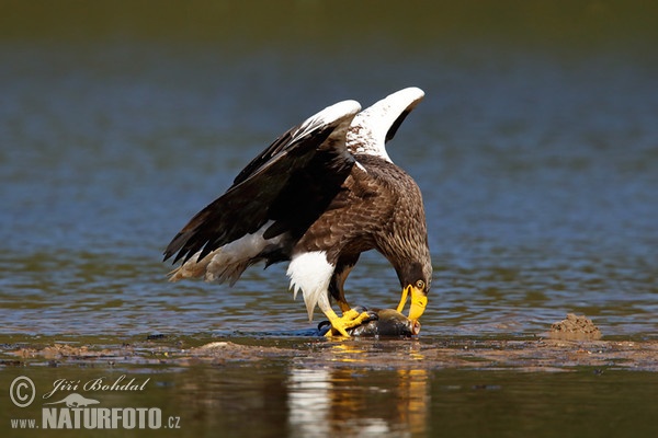 Riesenseeadler (Haliaeetus pelagicus)