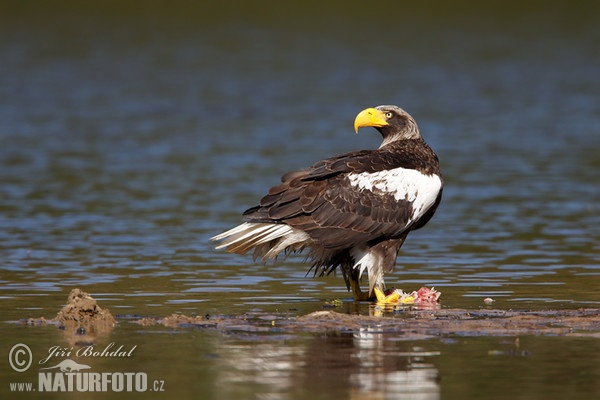 Riesenseeadler (Haliaeetus pelagicus)