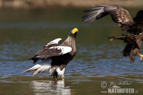 Riesenseeadler (Haliaeetus pelagicus)