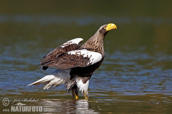 Riesenseeadler (Haliaeetus pelagicus)