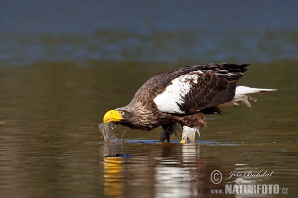 Riesenseeadler (Haliaeetus pelagicus)