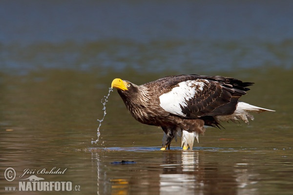 Riesenseeadler (Haliaeetus pelagicus)