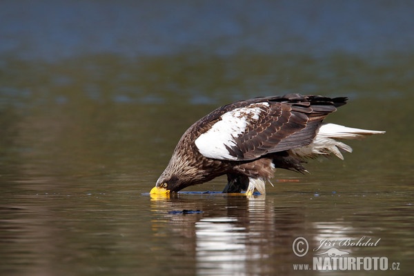 Riesenseeadler (Haliaeetus pelagicus)