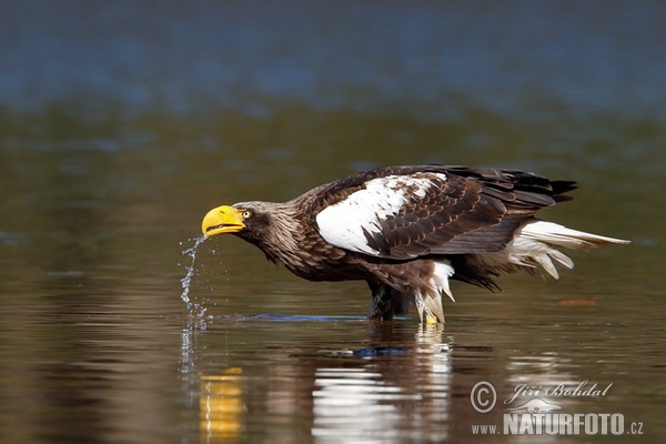 Riesenseeadler (Haliaeetus pelagicus)