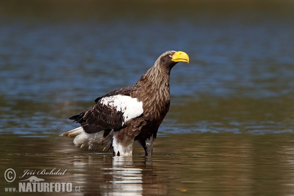 Riesenseeadler (Haliaeetus pelagicus)