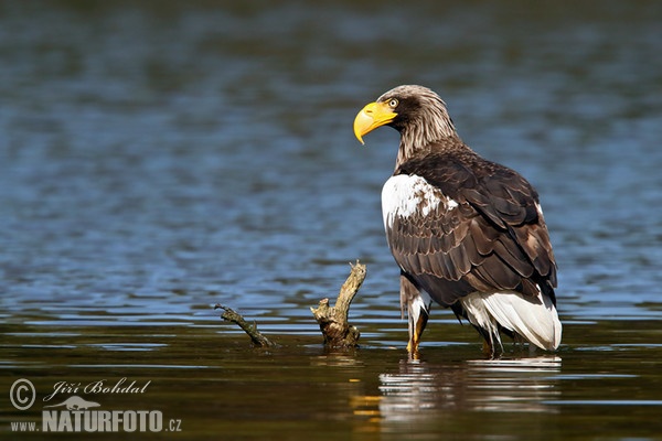 Riesenseeadler (Haliaeetus pelagicus)