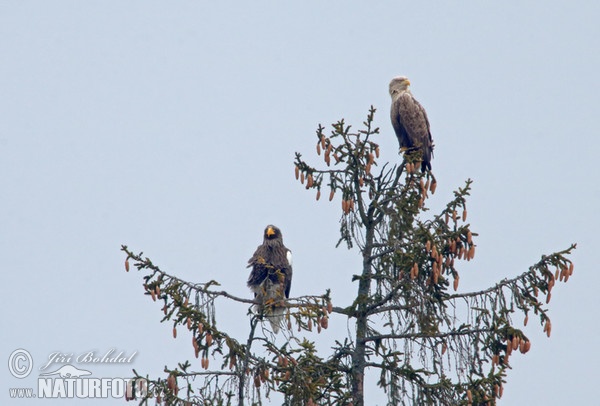 Riesenseeadler (Haliaeetus pelagicus)