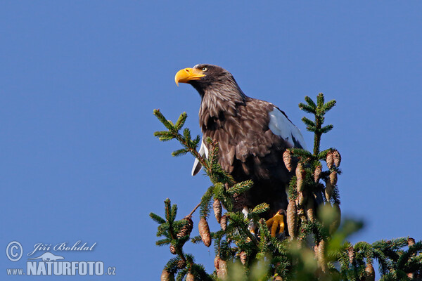 Riesenseeadler (Haliaeetus pelagicus)