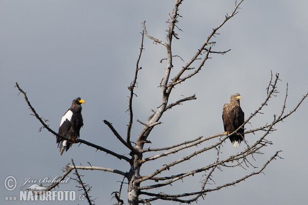 Riesenseeadler (Haliaeetus pelagicus)