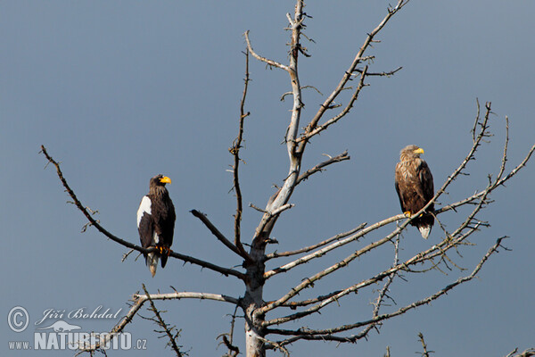 Riesenseeadler (Haliaeetus pelagicus)