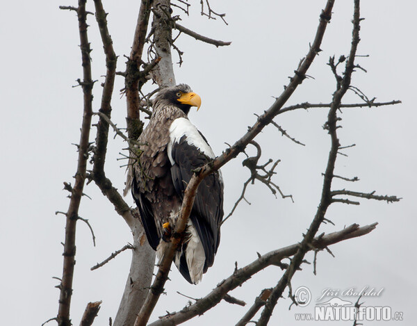 Riesenseeadler (Haliaeetus pelagicus)