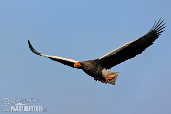 Riesenseeadler (Haliaeetus pelagicus)