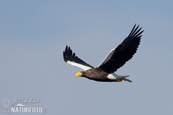 Riesenseeadler (Haliaeetus pelagicus)