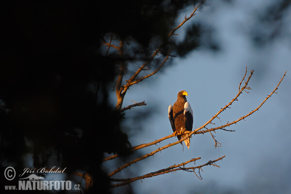 Riesenseeadler (Haliaeetus pelagicus)