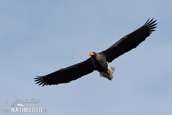 Riesenseeadler (Haliaeetus pelagicus)