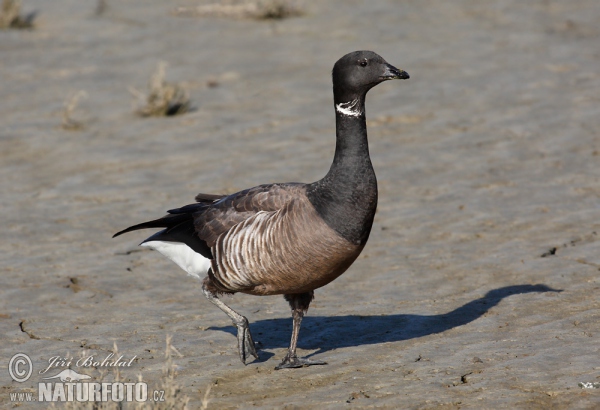 Ringelgans (Branta bernicla)