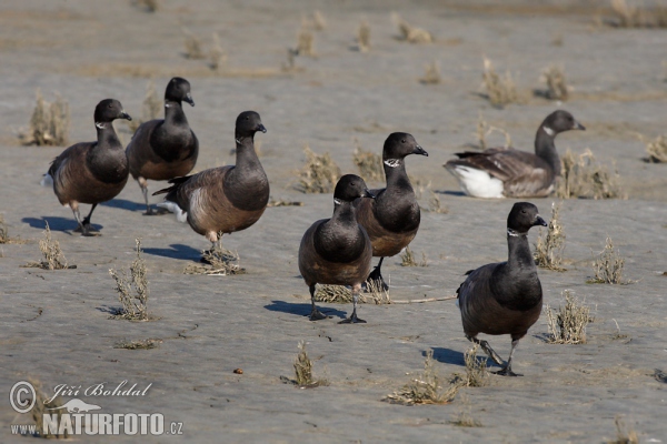 Ringelgans (Branta bernicla)