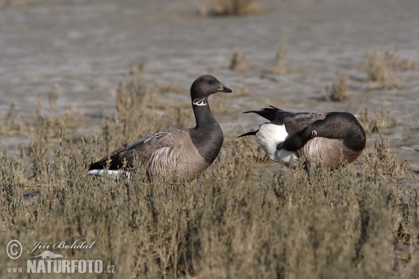 Ringelgans (Branta bernicla)