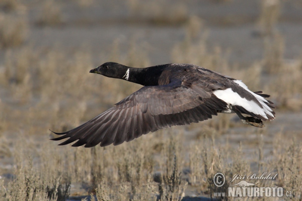 Ringelgans (Branta bernicla)