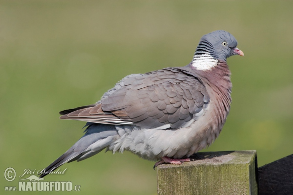 Ringeltaube (Columba palumbus)