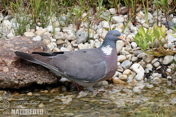 Ringeltaube (Columba palumbus)