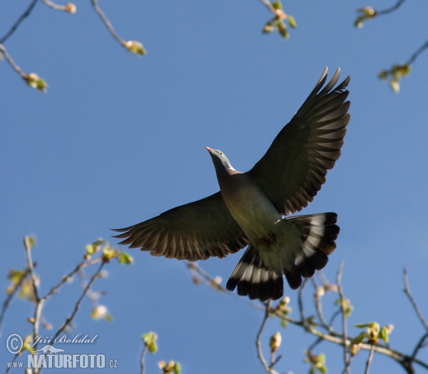 Ringeltaube (Columba palumbus)