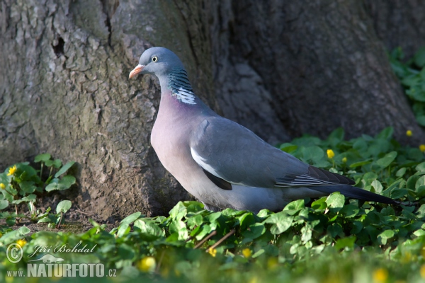 Ringeltaube (Columba palumbus)