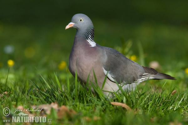 Ringeltaube (Columba palumbus)