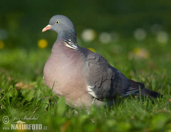 Ringeltaube (Columba palumbus)