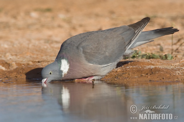 Ringeltaube (Columba palumbus)