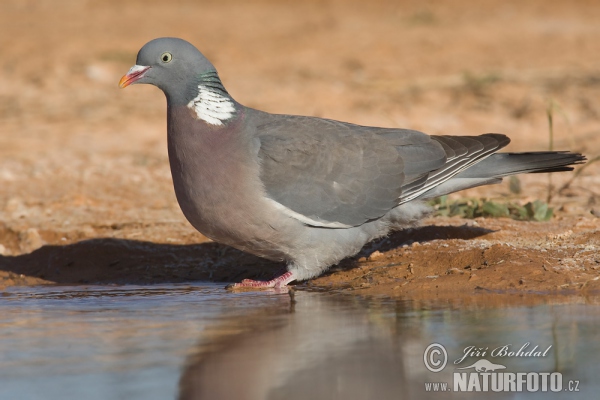 Ringeltaube (Columba palumbus)