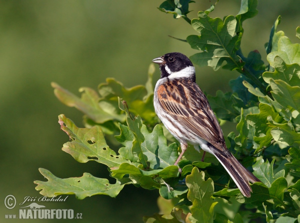 Rohrammer (Emberiza schoeniclus)