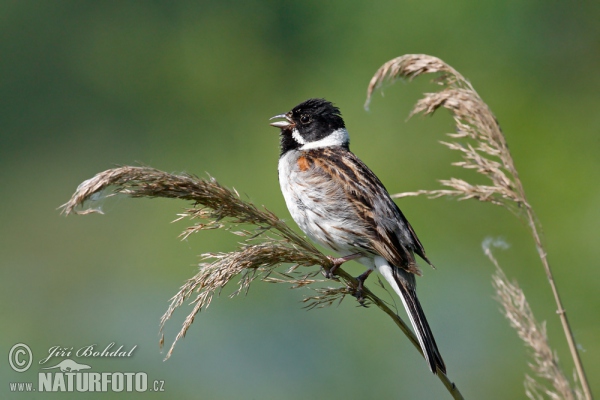 Rohrammer (Emberiza schoeniclus)