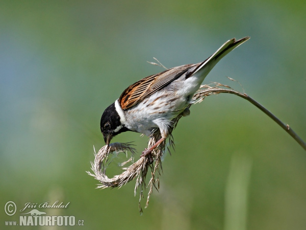 Rohrammer (Emberiza schoeniclus)