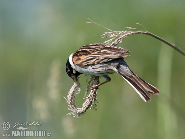 Rohrammer (Emberiza schoeniclus)