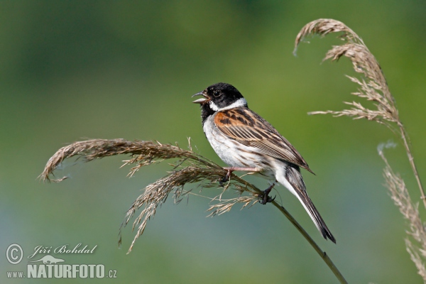 Rohrammer (Emberiza schoeniclus)