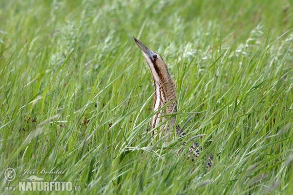 Rohrdommel (Botaurus stellaris)