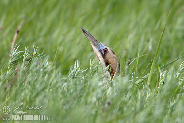 Rohrdommel (Botaurus stellaris)