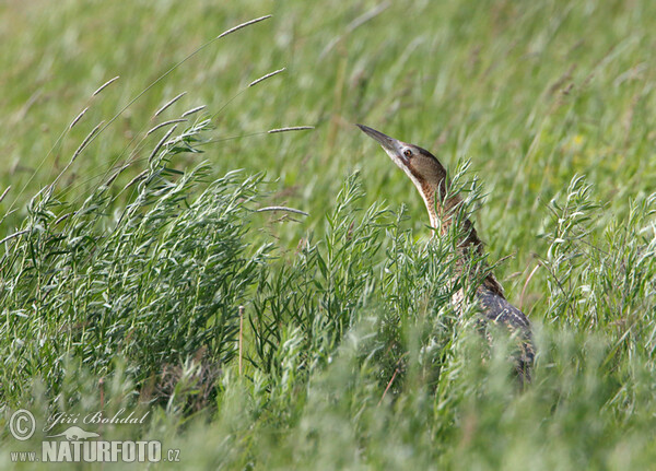 Rohrdommel (Botaurus stellaris)