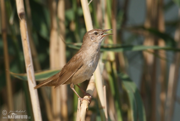 Rohrschwirl (Locustella luscinioides)