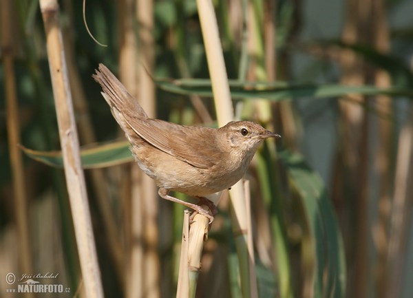 Rohrschwirl (Locustella luscinioides)