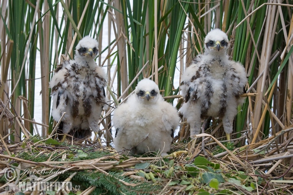 Rohrweihe (Circus aeruginosus)