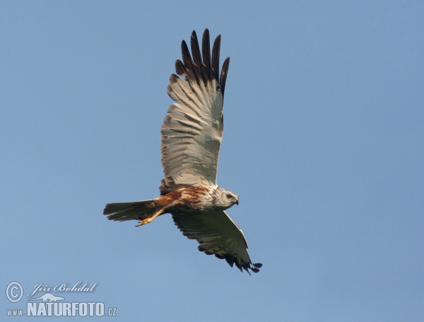 Rohrweihe (Circus aeruginosus)